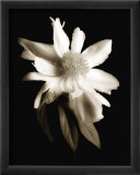 Portrait in White II Láminas por John Rehner Portrait in White II Láminas por John Rehner