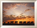 Troupe d'Elephats Affiches par Steve Bloom