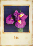 Iris Print by Richard Penn