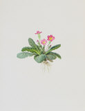 Ordinary Stipeless Primrose Affiches par Moritz Michael Daffinger