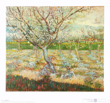 Olivos Arte por Vincent van Gogh