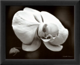 White Orchid Láminas por Harold Silverman White Orchid Láminas por Harold Silverman