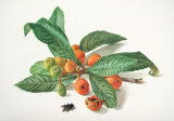 Mispelzweig mit Fruechten Pósters por Carlos Von Riefel