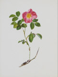French Rose Affiches par Moritz Michael Daffinger