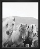 Icelandic Morning Prints by Rob Howard