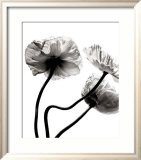 Stephane De Bourgies - Three Poppies - Poster Stephane De Bourgies - Three Poppies - Poster