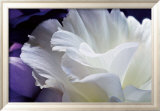 Lisianthus Poster by Amalia Veralli