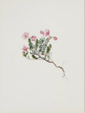 Small Alpine Rose Prints by Moritz Michael Daffinger