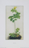 Greater Celandine Posters by Albrecht Dürer