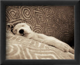 Dog Tired Pósters por Jim Dratfield Dog Tired Pósters por Jim Dratfield