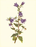 Glockenblume Láminas por Moritz Michael Daffinger