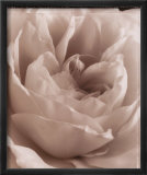 Rose délicate Affiches par Alan Majchrowicz