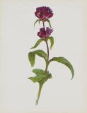 Dreary Purple Gentian Prints by Moritz Michael Daffinger