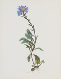 Berg-Sternblume Affiches par Moritz Michael Daffinger