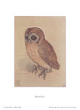 The Owlet Prints by Albrecht Dürer