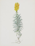 Ordinary Flax Weed Posters par Moritz Michael Daffinger
