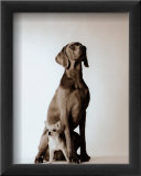 Max and Roxie Póster por Amanda Jones Max and Roxie Póster por Amanda Jones