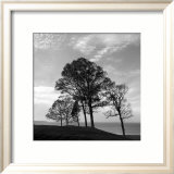 Trees from Storm Print by Mary Ruppert