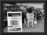 Perro a la venta Pósters Perro a la venta Pósters