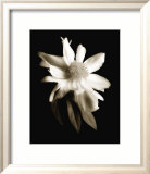 Portrait in White II Poster af John Rehner Portrait in White II Poster af John Rehner