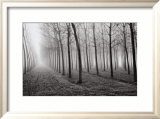 Poplars, Po River Valley, Northern Italy, 1998 Pósters por Mark Citret Poplars, Po River Valley, Northern Italy, 1998 Pósters por Mark Citret