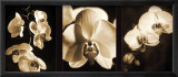 Orchid Trio Láminas por Caroline Kelly