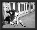 Sitting Dog Pósters