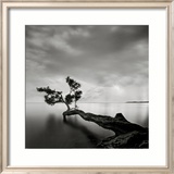 Water Tree Plakaty autor Moises Levy