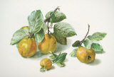Quitten Kunstdrucke von Carlos Von Riefel