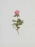 Wild Rose Prints by Moritz Michael Daffinger