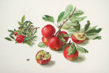 Apples and a Rose Posters by Carlos Von Riefel