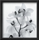 Tom Artin - Orchid Spray I - Reprodüksiyon Tom Artin - Orchid Spray I - Reprodüksiyon