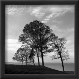 Trees from Storm Prints by Mary Ruppert