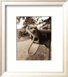 You've Got Mail Print by Jim Dratfield