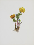 Teufelsauge Poster von Moritz Michael Daffinger