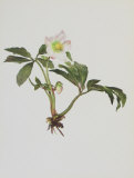 Snow Rose Collectable Print by Moritz Michael Daffinger