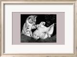 Chat dans un jardin Poster