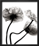 Stephane De Bourgies - Three Poppies Plakát Stephane De Bourgies - Three Poppies Plakát
