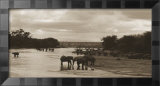 Elephants in River Láminas por Alexis de Vilar Elephants in River Láminas por Alexis de Vilar