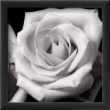 Full Rose Láminas Full Rose Láminas
