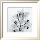 Tom Artin - Orchid Spray I - Sanat Tom Artin - Orchid Spray I - Sanat
