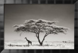 Giraffe in the Shade Lámina giclée enmarcada por Andy Biggs Giraffe in the Shade Lámina giclée enmarcada por Andy Biggs