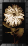 Dalia I Pósters por Caroline Kelly