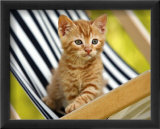 Chaton Roux Posters par Jean-Michel Labat