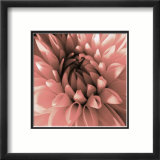 Pink Dahlia Prints by Shawn Kapitan