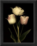 Prelude I Prints by S. G. Rose