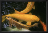 Golden Japanese Koi Fish Láminas por Ryuji Adachi Golden Japanese Koi Fish Láminas por Ryuji Adachi