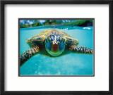 Honu, Turtle Estampe encadrée par Kirk Lee Aeder