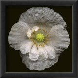 Coquelicot blanc Art par Harold Feinstein