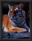 Bengal Tiger Lámina por Daniel Smith Bengal Tiger Lámina por Daniel Smith